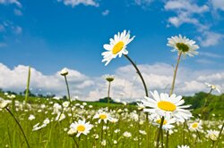 daisy field